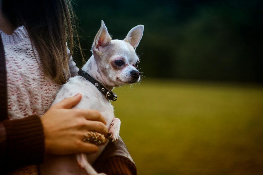 A cute Chihuahua puppy being held by a woman outdoors in a serene setting.